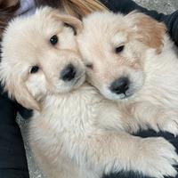 Cuccioli Golden Retriever con Pedigree