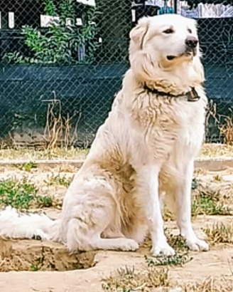 Animali
