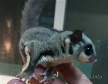 Petauri di 3 mesi maschi e femmine