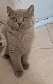 Cucciolo British shorthair