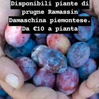piante di prugne ramassin piemontese a radice nuda