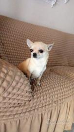 Cane chihuahua toy