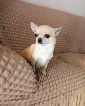 Cane chihuahua toy