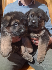 Cuccioli pastore tedesco