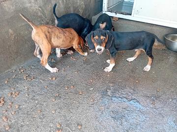 Cuccioli di segugio maremmano