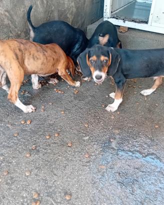 Cuccioli di segugio maremmano