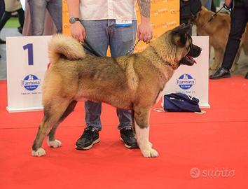 Akita americano per monta
