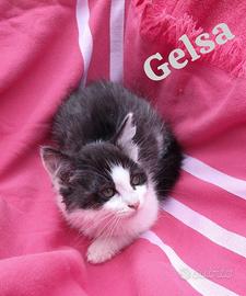 6 gattini speciali