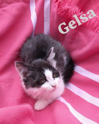 6 gattini speciali