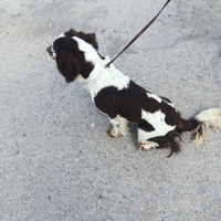 Springer Inglese 12 mesi