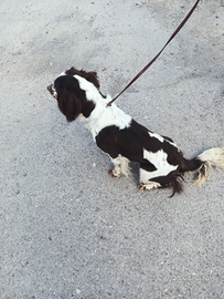 Springer Inglese 12 mesi