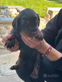 Cuccioli maschi di setter gordon