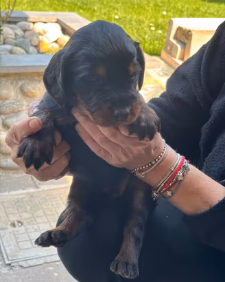 Cuccioli maschi di setter gordon