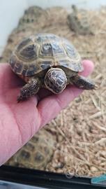 Tartaruga horsfieldi