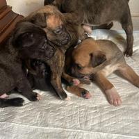 Cuccioli di cane Amstaff