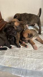 Cuccioli di cane Amstaff