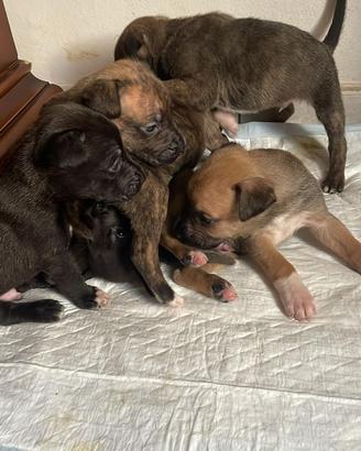 Cuccioli di cane Amstaff