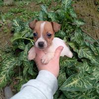 Cucciola di jack russel