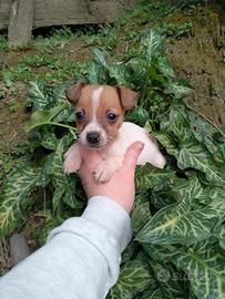 Cucciola di jack russel