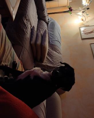 Cane meticcio