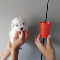 Cucciolo Maltipoo mini toy da borsetta Femmina