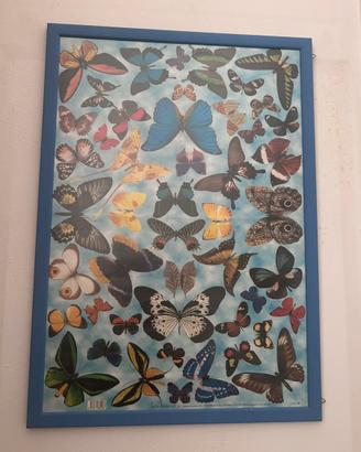 Quadro poster farfalle con cornice blu