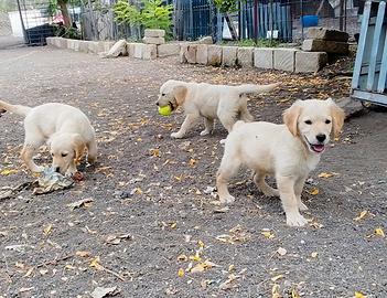 Golden retriever
