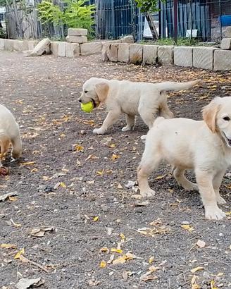 Golden retriever