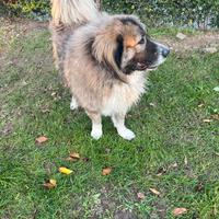 Giovane pastore del Caucaso