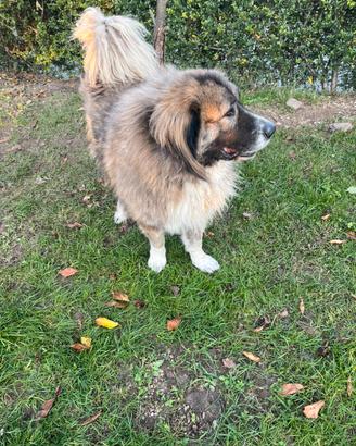 Giovane pastore del Caucaso