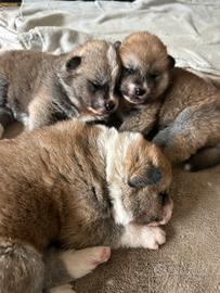 Cuccioli di Akita inu con PEDIGREE ENCI