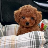 BARBONCINI NANI & BARBONCINO TOY CUCCIOLI red