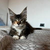 Cucciola Maine Coon disponibile