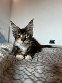 Cucciola Maine Coon disponibile
