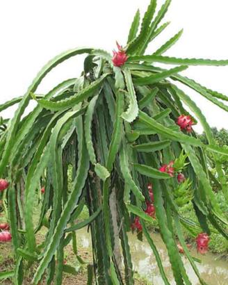 frutto del drago