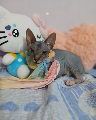 Gatto nudo