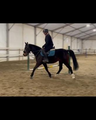 Pony olandese