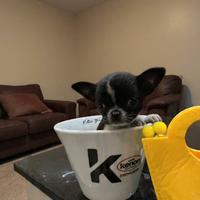 Cucciola Chihuahua black & white