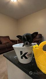 Cucciola Chihuahua black & white