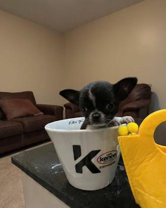 Cucciola Chihuahua black & white