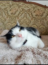 Gatto castrato di due anni, equilibrato e sano