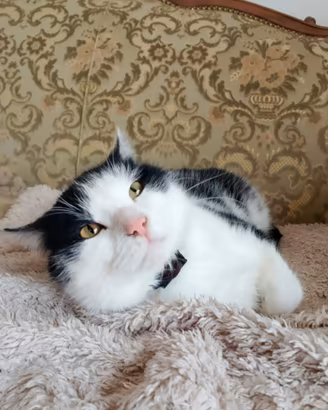 Gatto castrato di due anni, equilibrato e sano