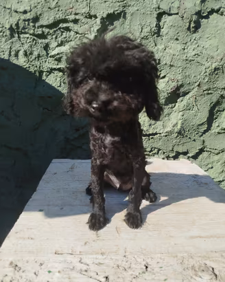 Barboncino mini Toy nero di 5 mesi