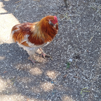 Gallo auracano