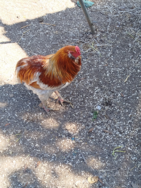 Gallo auracano