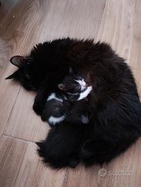 animali 