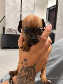 Cuccioli Chihuahua Pincher taglia piccola