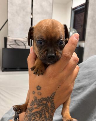 Cuccioli Chihuahua Pincher taglia piccola