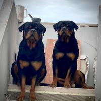 Cucciolata di rottweiler arrivata