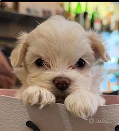 Sono disponibili due cucciole di razza maltese